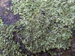 Phaeophyscia adiastola