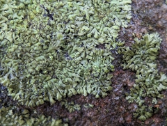 Phaeophyscia adiastola