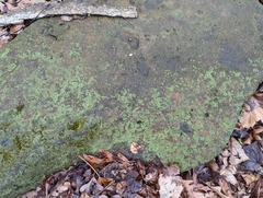 Phaeophyscia adiastola