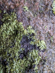 Phaeophyscia adiastola