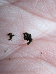 Phaeophyscia adiastola