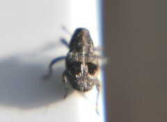 Cylindrocopturus mediinotus