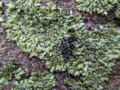 Phaeophyscia adiastola