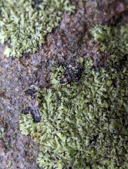 Phaeophyscia adiastola