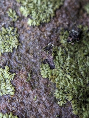 Phaeophyscia adiastola
