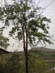 Lagerstroemia speciosa