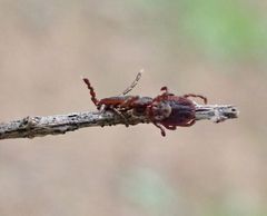 Dermacentor occidentalis