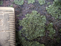 Phaeophyscia adiastola