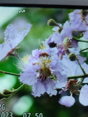 Lagerstroemia speciosa