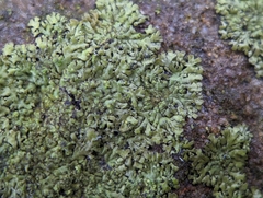 Phaeophyscia adiastola