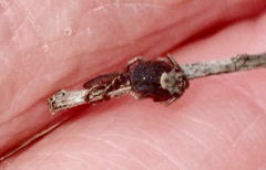 Dermacentor occidentalis