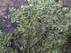 Phaeophyscia adiastola