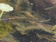 Heterandria formosa