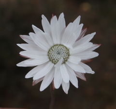 Argentipallium niveum