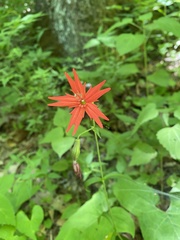 Silene virginica