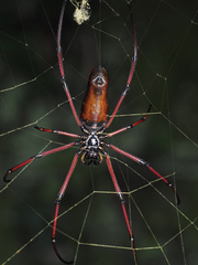 Nephila kuhli