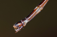 Protosticta