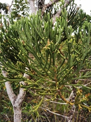 Dacrydium araucarioides