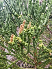 Dacrydium araucarioides