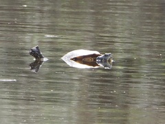 Deirochelyinae