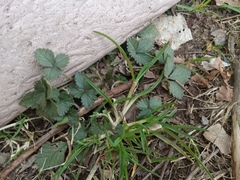 Potentilla indica