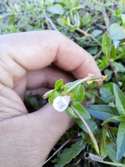Torenia anagallis