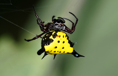 Actinacantha globulata