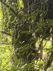 Ficus fistulosa