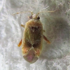 Parthenicus juniperi