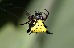 Actinacantha globulata