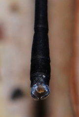 Devadatta