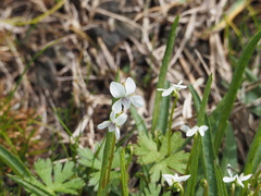 Viola vittata