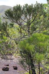 Dacrydium araucarioides