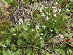 Viola vittata
