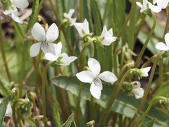 Viola vittata