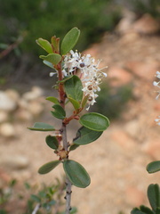 Ceanothus megacarpus
