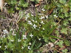 Viola vittata