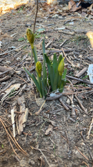 Narcissus pseudonarcissus