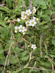 Micranthes californica