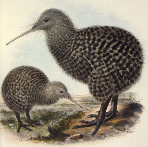 Great Spotted Kiwi (Apteryx maxima)