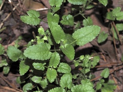 Stachys floridana