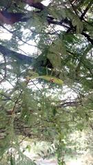 Stagmatoptera hyaloptera