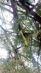 Stagmatoptera hyaloptera