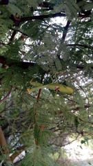 Stagmatoptera hyaloptera