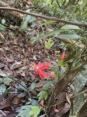 Passiflora vitifolia