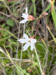 Lithophragma heterophyllum