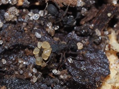 Cyphomyrmex rimosus