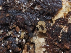Cyphomyrmex rimosus