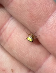 Araneus albotriangulus
