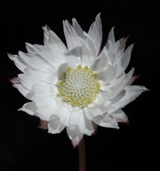 Argentipallium niveum